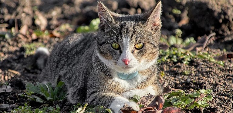 pet gps tracker on a cats collar
